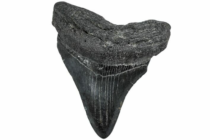 Fossil Megalodon Tooth - South Carolina #234087
